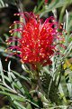Grevillaine Nain - Grevillea banksii - Fleurs rouges feu d'artifice bout jaune